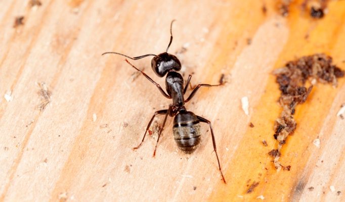 These Observe Carpenter Ants