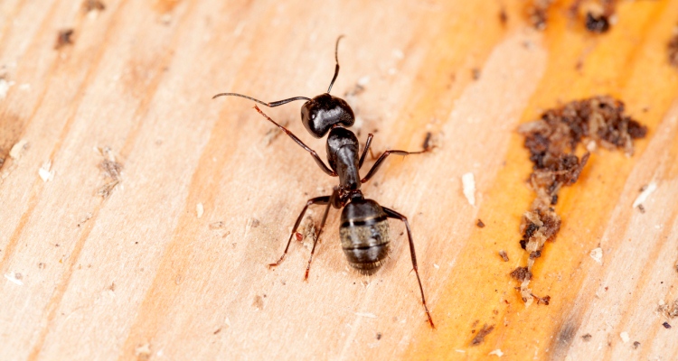 Don’t Do These If You Observe Carpenter Ants
